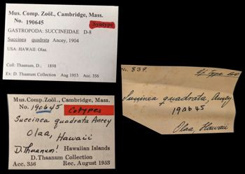Media type: image;   Malacology 190645 Aspect: labels
